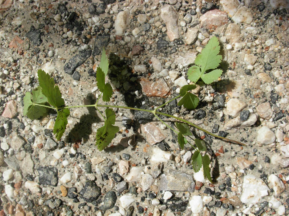 Peucedanum  cervaria (=Cervaria rivini ) / Imperatoria cervaria